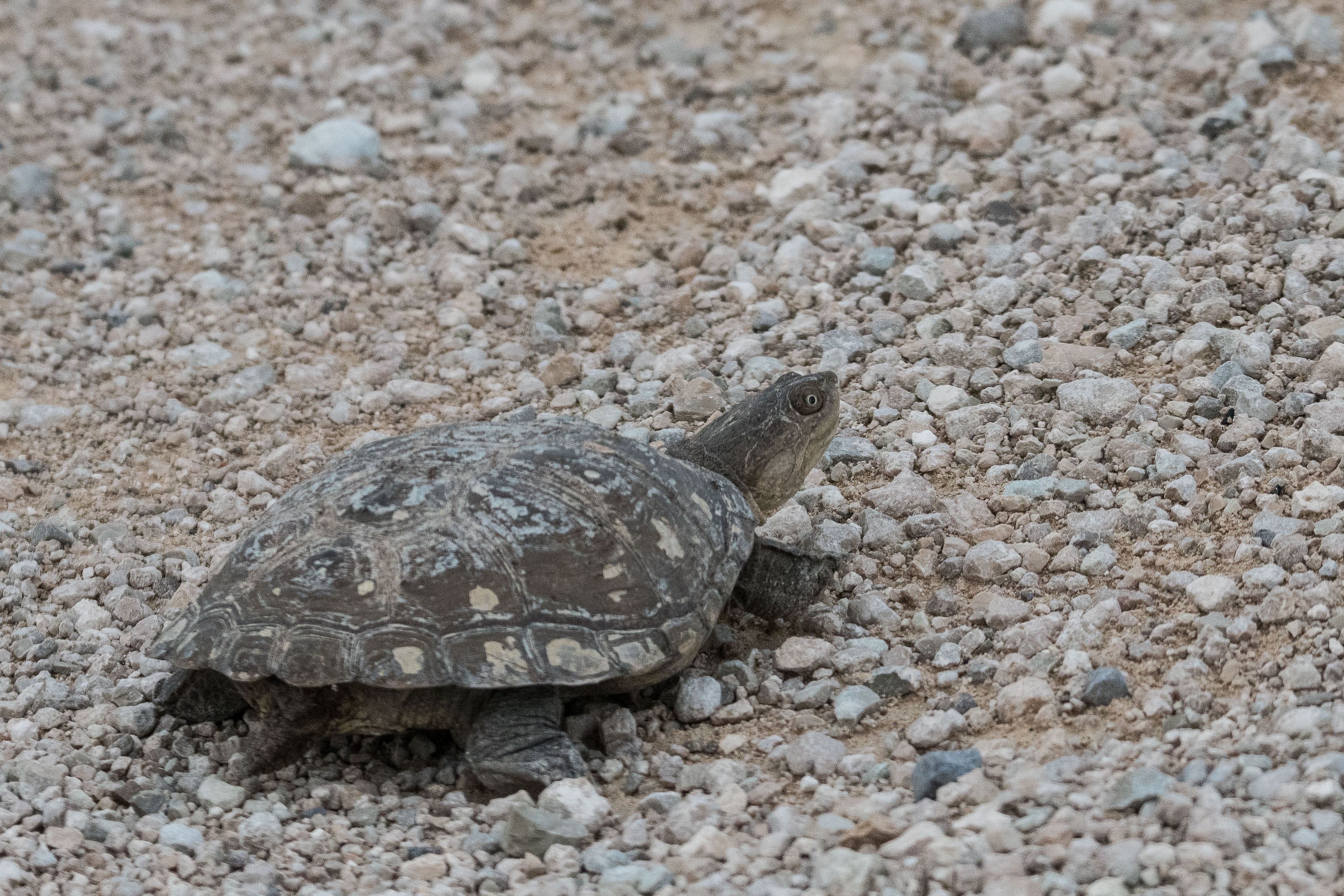 Peloméduse roussâtre (Marsh ou 
 helmeted terrapin, Pelomedusa subrufa), adulte traversant la piste, Namutoni, Parc National d'Etosha, Kunene, Namibie.